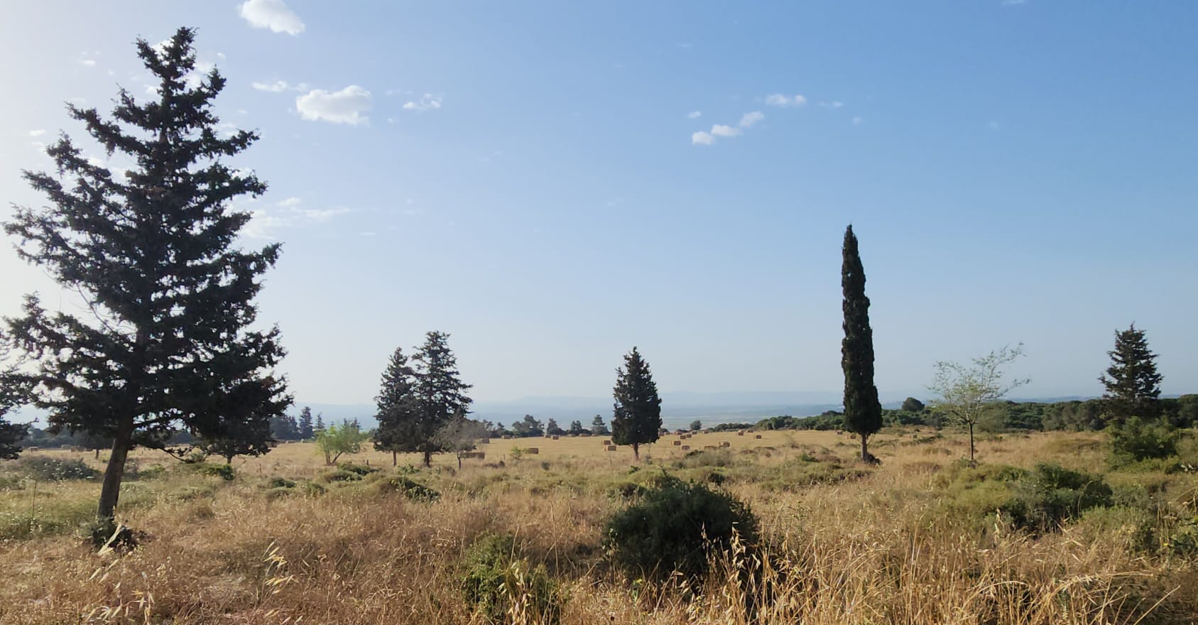 A view of cypress trees and fields