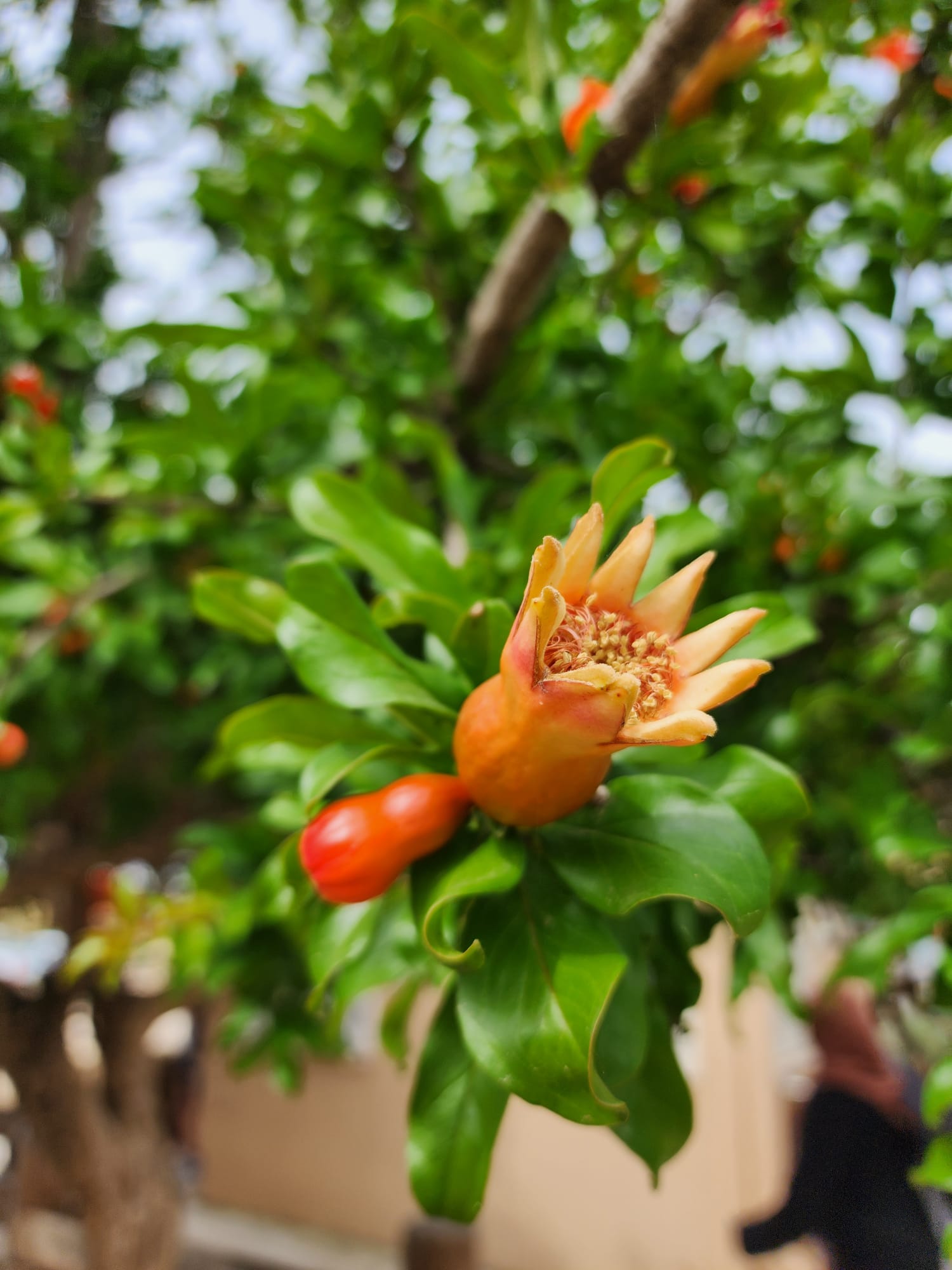 Pomegranate flower in bloom